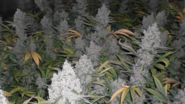 Piantine di cannabis verso la legalizzazione