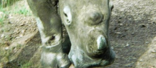 Image by Frank Flowers. Black Rhino