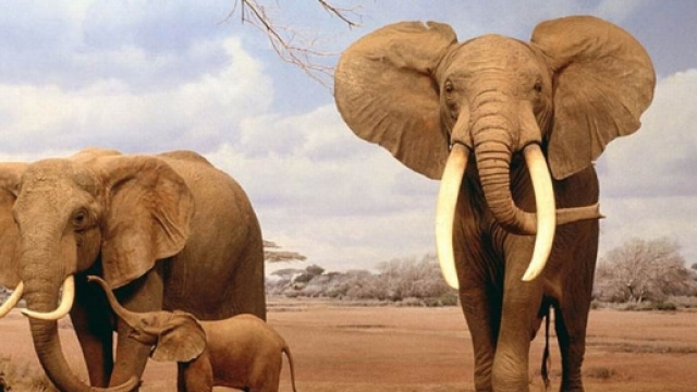 Gli elefanti ci aiuteranno a curare il cancro?