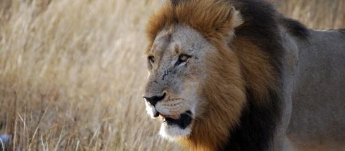 Image courtesy Pixabay. Common. No attrition