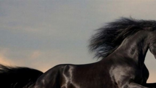 Presentata la Fieracavalli di Verona