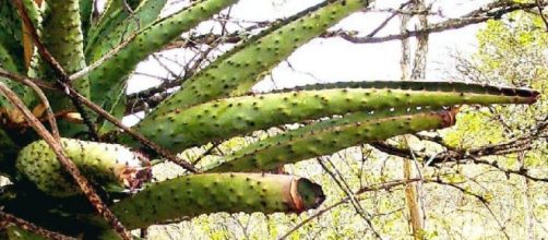Image Frank Flowers. African Aloe