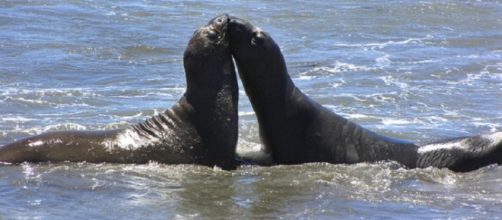 Do iPads offer a future for separated animals?