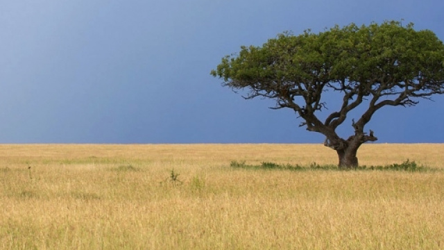 Un albero nella Savana africana