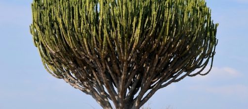 Euphorbia ingens by &copy; Hans Hillewaert /. wikke