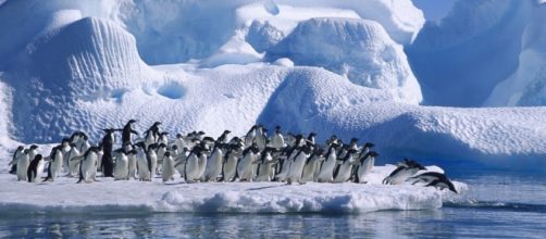 Ping&uuml;inos en el hielo de la Ant&aacute;rtida