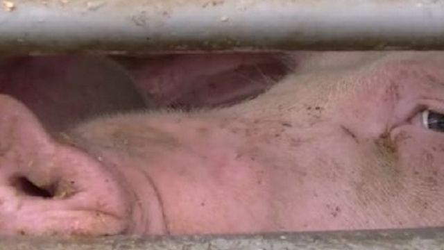 Quando la compassione ti porta in tribunale.