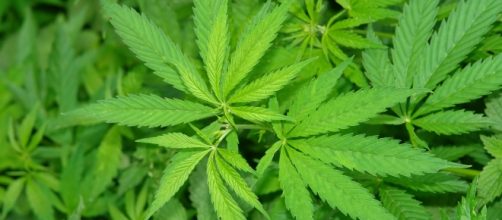 Marihuana: &iquest;Bitcoin le sirve a esta industria?