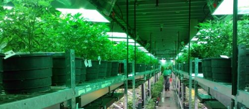 Cannabis. Pixabay commons. No attrition