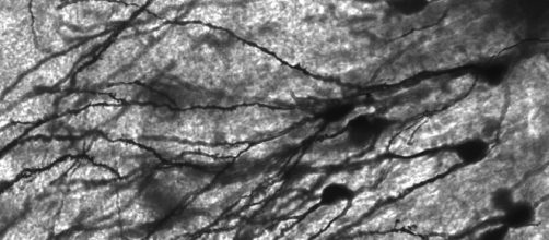 Ejercicios para mantener las neuronas en forma