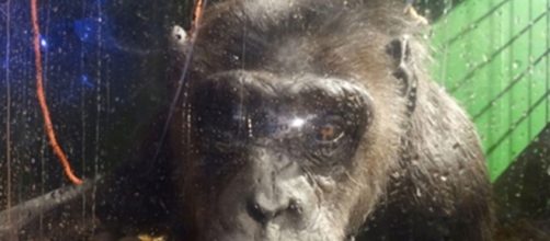 Image courtesy PETA Germany. Robby.