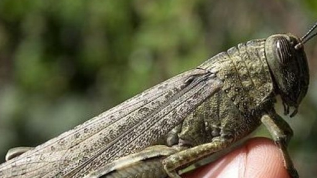 Cavallette sulle nostre tavole?