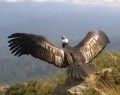 Condor: o perigo de extinção e a esperança de sobrevivência