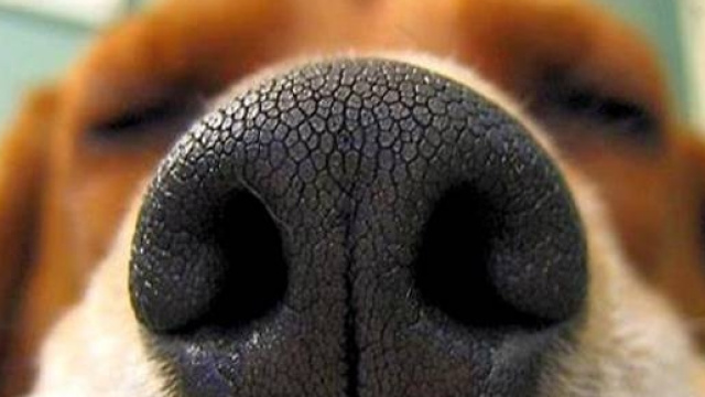 fiuto dei cani tumore prostata