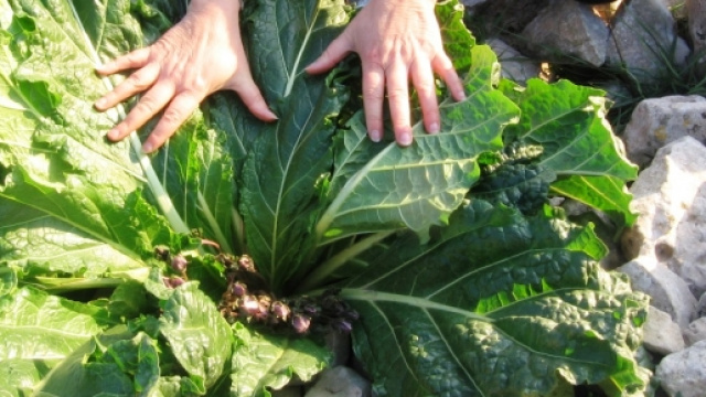 Una folta pianta di mandragora