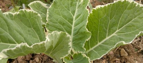 Dieta promete perder at&eacute; 3kg em uma semana