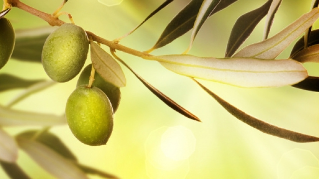 Lo scandalo dell'olio extravergine di oliva