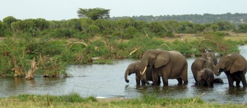 Ugandan elephants. Pixabay commons