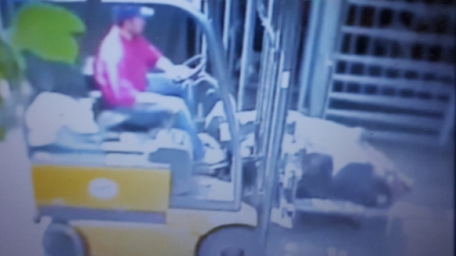 Una mucca caricata illegalmente su un muletto