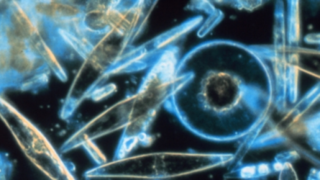 "Diatoms through the microscope" Gordon T. Taylor,