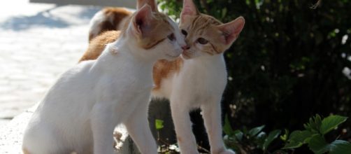 Kittens. Pixabay commons. No attrition