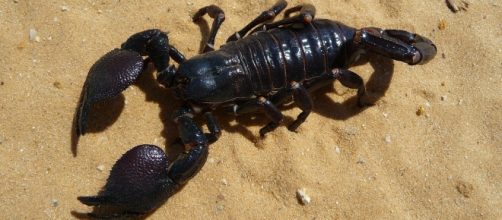 Scorpion was O'Brien's hacking ID