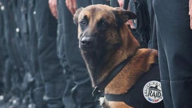 Diesel, il cane eroe ucciso durante il blitz