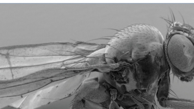 La drosophila, modello animale di Alzheimer