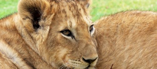 Lion cubs. Pixabay commons. No attrition