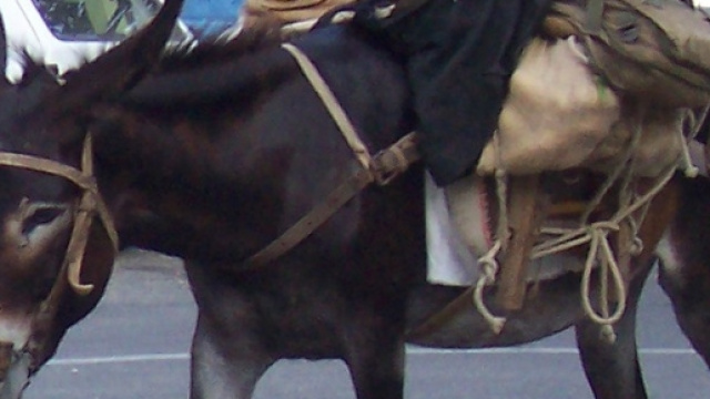 La Kennedy raggiunge il Salento con l'asino.