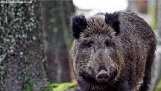 Battuta di caccia al cinghiale mortale