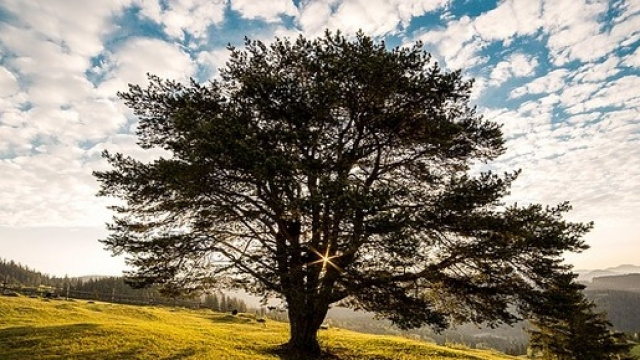 Giornata dedicata alla tutela degli alberi