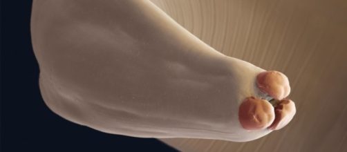 Cr&eacute;ditos da imagem: Eye of science