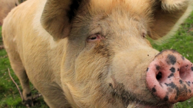 Testa di maiale trovata fuori la moschea