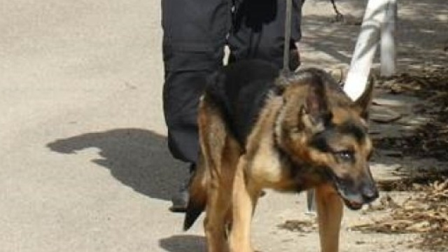 Unit&agrave; cinofila in un controllo antidroga