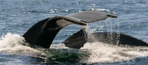 Whales in the ocean. Image Pixabay commons