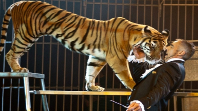 Tigre ammaestrata mentre fa il suo spettacolo
