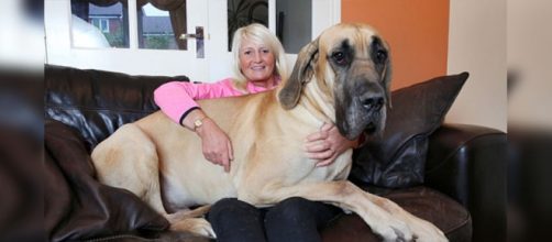 O Grande Dinamarqu&ecirc;s Presley e sua dona.