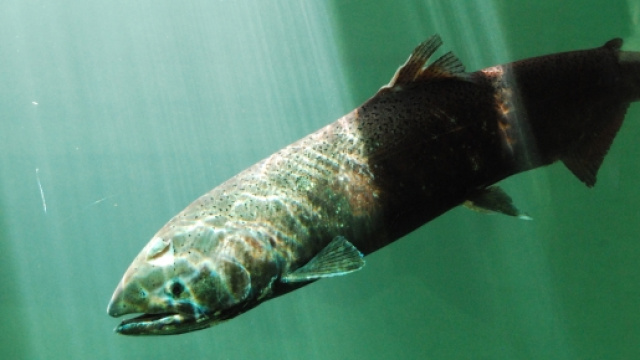 I salmoni OGM crescono in met&agrave; tempo