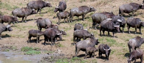 Hluhluwe-iMfolozi. Image Pixabay no attrition