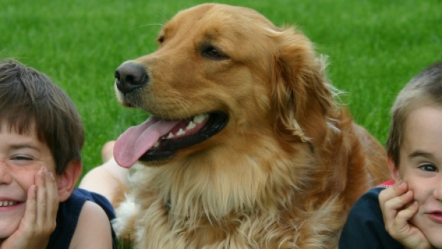 Il cane pu&ograve; proteggere da asma e allergie