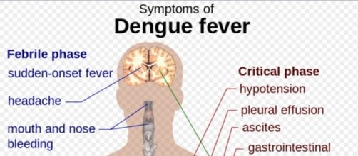 "Dengue" by M.H&auml;ggstr&ouml;m - public domain; Wikipedia
