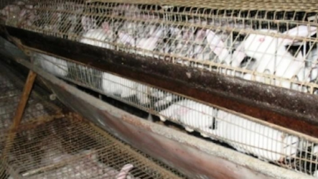 Una foto degli allevamenti di conigli