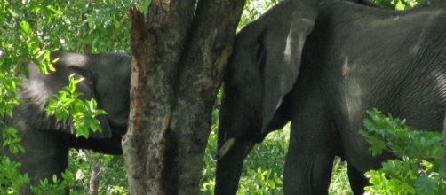 Image by Frank Flowers. African Elephants