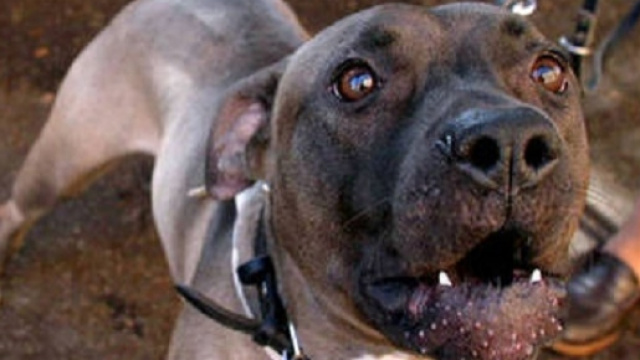 Calabria, donna aggredita da un pitbull