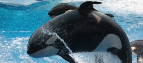 Orca during the making of Free Willy. Piabay