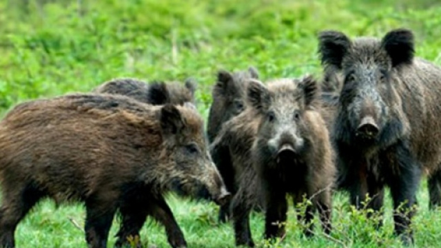 In Italia i cinghiali sono in constante aumento