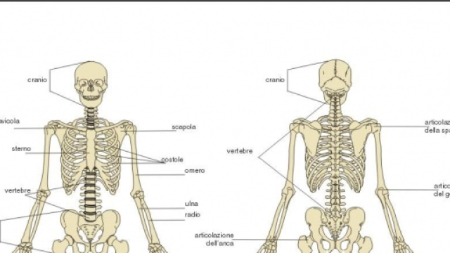 Le ossa degli italiani sono pi&ugrave; fragili