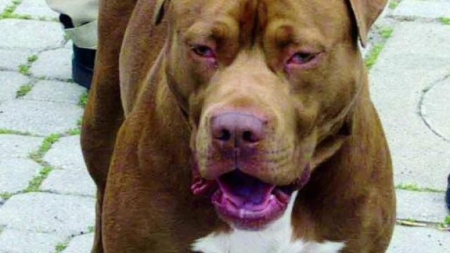 Pitbull azzanna 75enne in Calabria