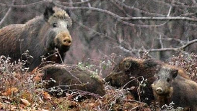 Cinghiali nei centri storici italiani